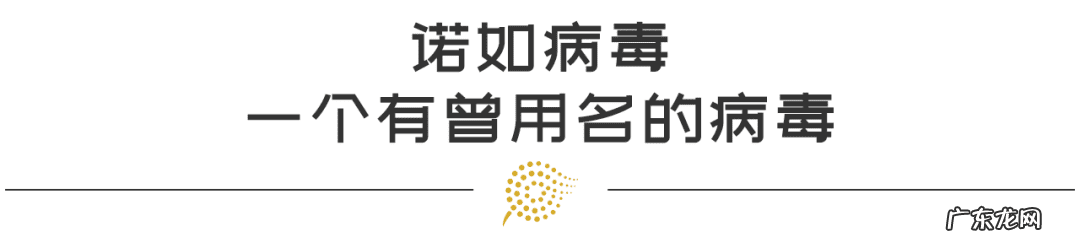 诺如病毒的症状和治疗方法教案