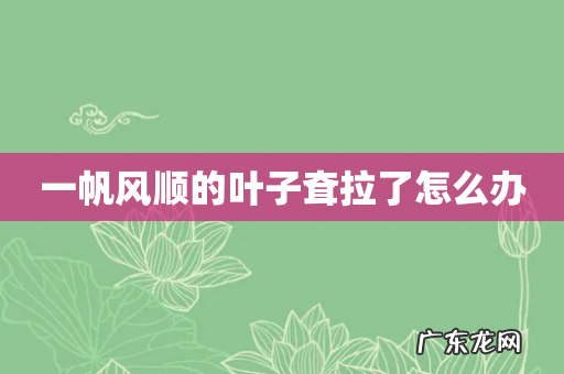 一帆风顺的叶子耷拉了怎么办