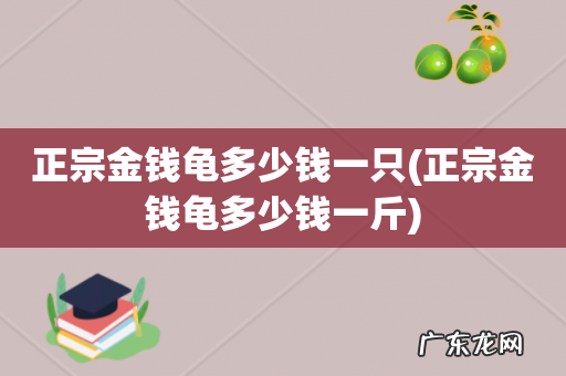 正宗金钱龟多少钱一斤 正宗金钱龟多少钱一只