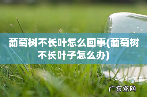 葡萄树不长叶子怎么办 葡萄树不长叶怎么回事