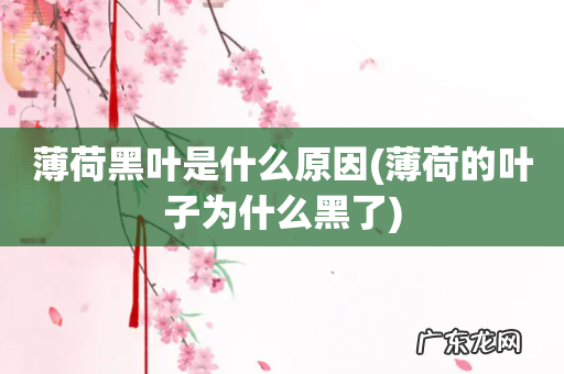 薄荷的叶子为什么黑了 薄荷黑叶是什么原因