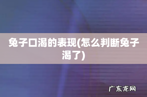 怎么判断兔子渴了 兔子口渴的表现