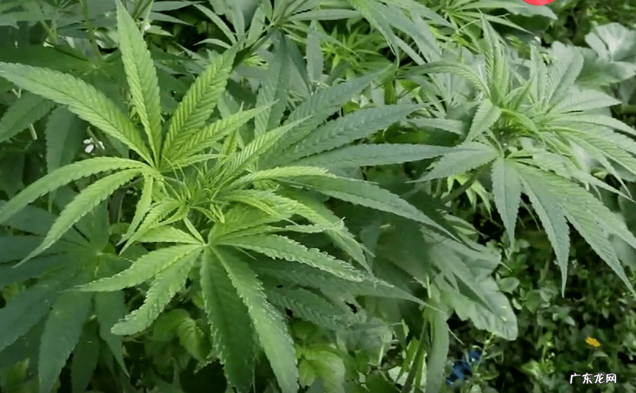 火麻油在超市叫什么 火麻油的价格