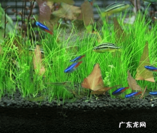 养鱼的风水学问 从风水学来讲养鱼水清鱼活跃就好