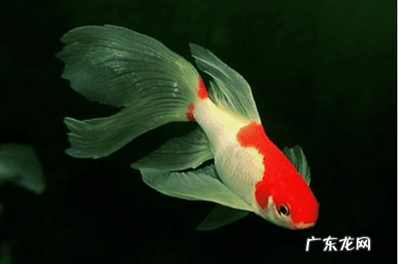 养鱼的风水学问 从风水学来讲养鱼水清鱼活跃就好