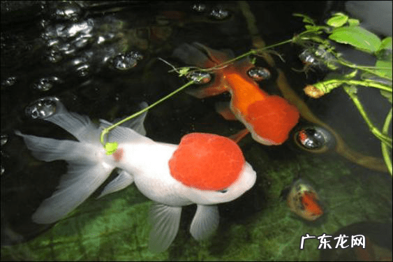 养鱼的风水学问 从风水学来讲养鱼水清鱼活跃就好