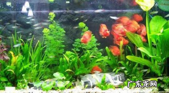 养鱼的风水学问 从风水学来讲养鱼水清鱼活跃就好