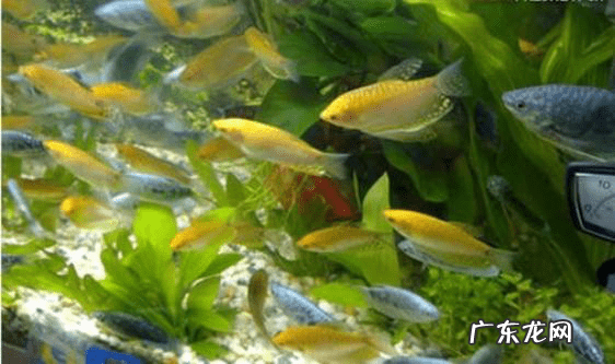 养鱼的风水学问 从风水学来讲养鱼水清鱼活跃就好