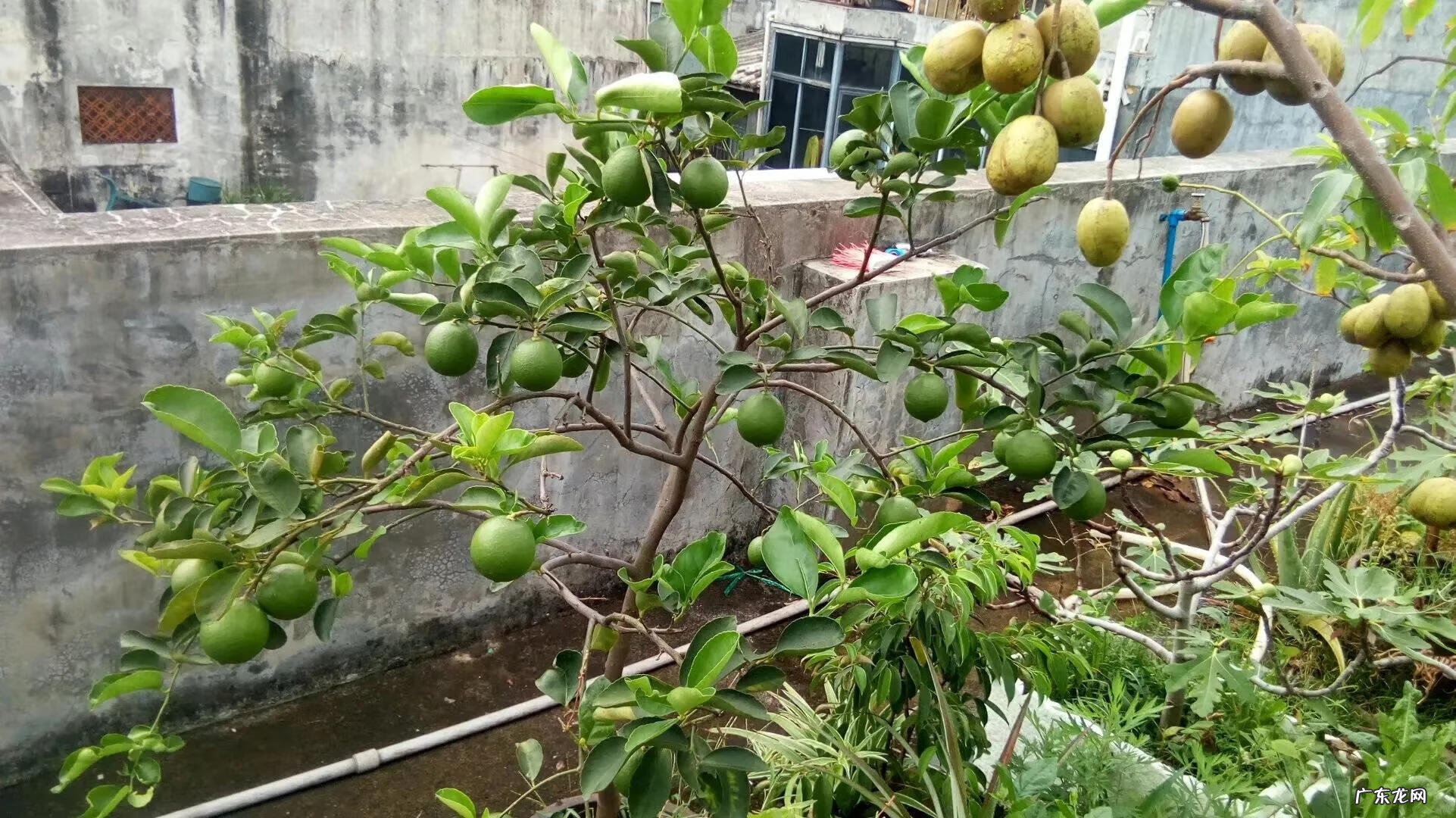 阳台种柠檬树风水 在自家楼顶种柠檬树风水好吗