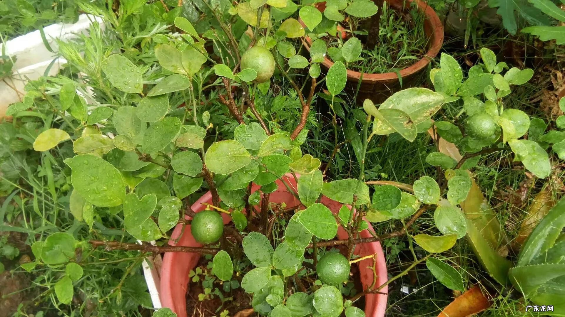 阳台种柠檬树风水 在自家楼顶种柠檬树风水好吗