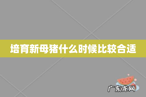 培育新母猪什么时候比较合适