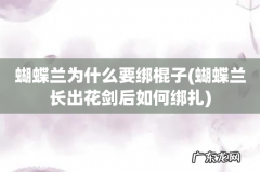 蝴蝶兰长出花剑后如何绑扎 蝴蝶兰为什么要绑棍子