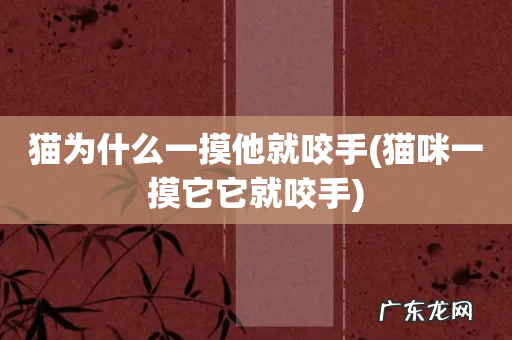 猫咪一摸它它就咬手 猫为什么一摸他就咬手