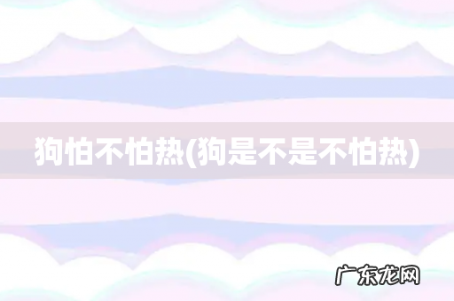 狗是不是不怕热 狗怕不怕热