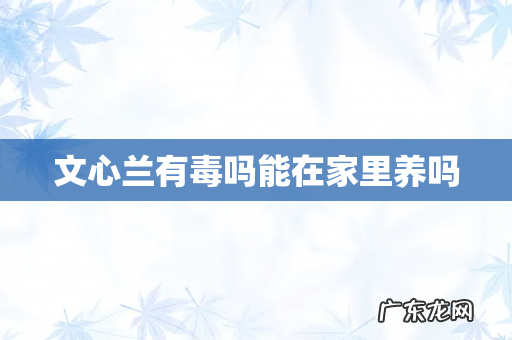 文心兰有毒吗能在家里养吗