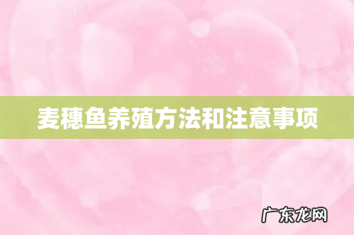 麦穗鱼养殖方法和注意事项