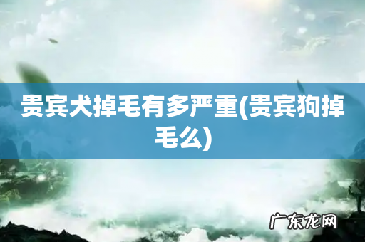 贵宾狗掉毛么 贵宾犬掉毛有多严重