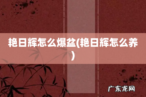 艳日辉怎么养 艳日辉怎么爆盆