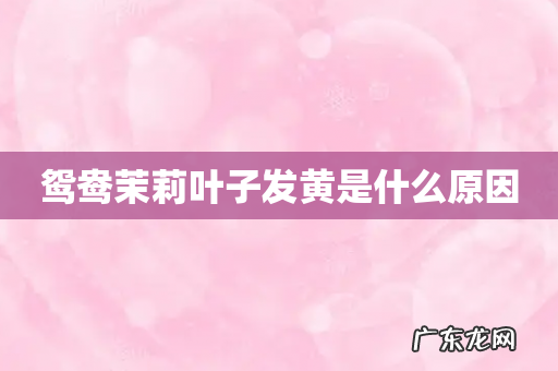 鸳鸯茉莉叶子发黄是什么原因