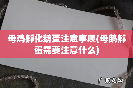 母鹅孵蛋需要注意什么 母鸡孵化鹅蛋注意事项