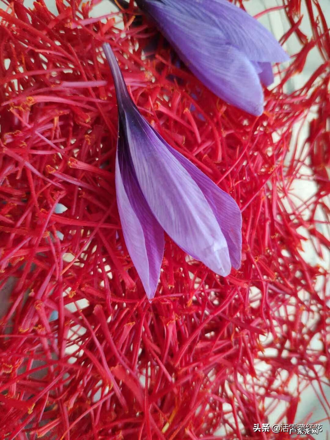 藏红花泡水喝有什么功效 藏红花泡水喝的正确方法