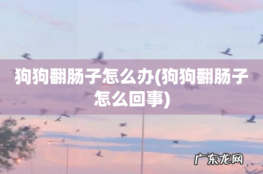 狗狗翻肠子怎么回事 狗狗翻肠子怎么办