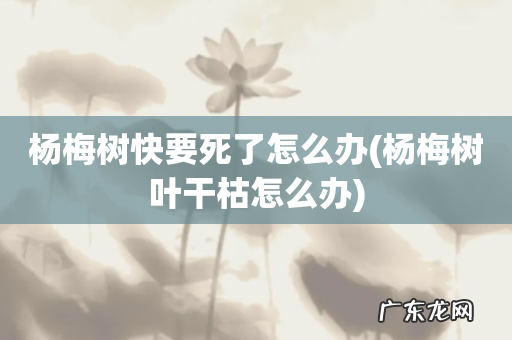 杨梅树叶干枯怎么办 杨梅树快要死了怎么办