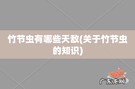 关于竹节虫的知识 竹节虫有哪些天敌