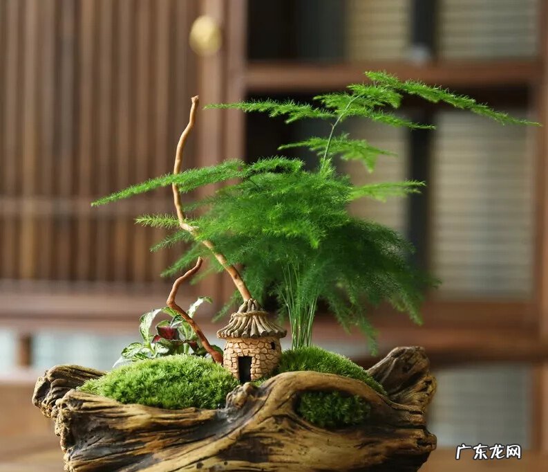 竹的风水学寓意和作用 竹子在风水中的作用