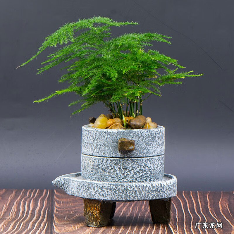 竹的风水学寓意和作用 竹子在风水中的作用