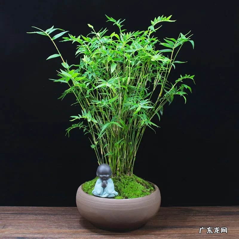 竹的风水学寓意和作用 竹子在风水中的作用