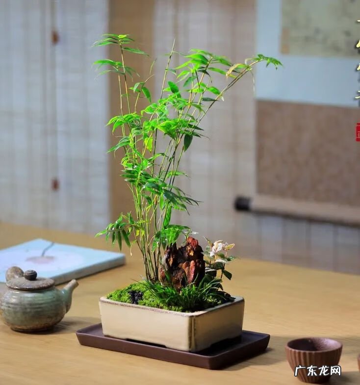 竹的风水学寓意和作用 竹子在风水中的作用