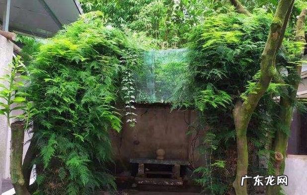 竹的风水学寓意和作用 竹子在风水中的作用