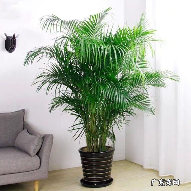 竹的风水学寓意和作用 竹子在风水中的作用