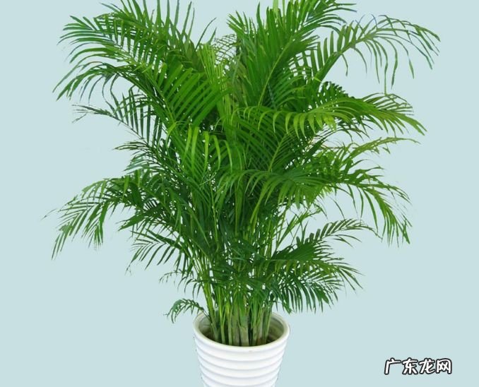 竹的风水学寓意和作用 竹子在风水中的作用