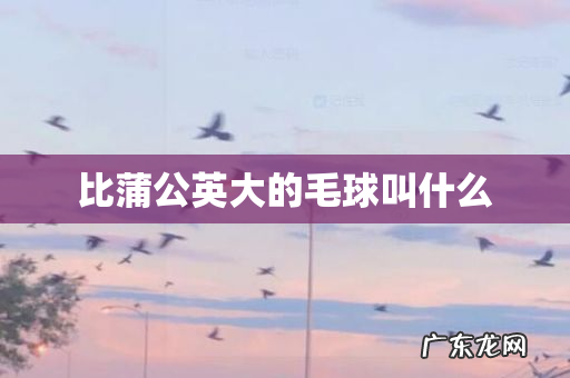 比蒲公英大的毛球叫什么