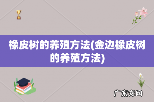 金边橡皮树的养殖方法 橡皮树的养殖方法