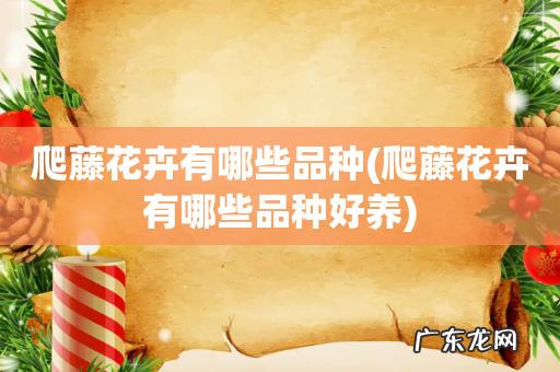 爬藤花卉有哪些品种好养 爬藤花卉有哪些品种