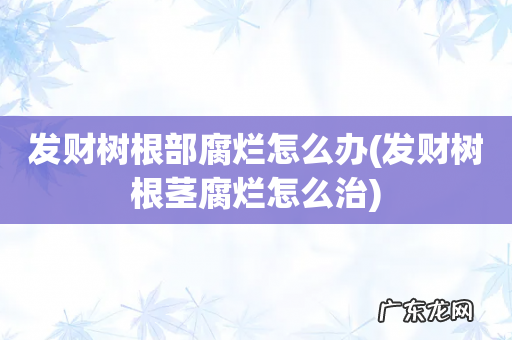 发财树根茎腐烂怎么治 发财树根部腐烂怎么办