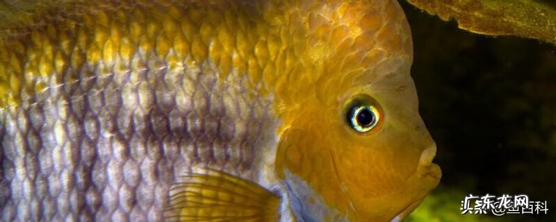 罗汉鱼风水讲究及摆放 风水中罗汉鱼一般养几条为好