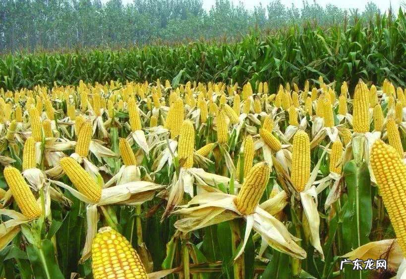 雪色黎明 九月的黎明