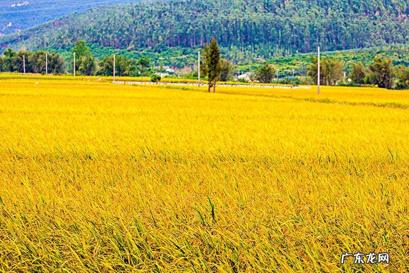 雪色黎明 九月的黎明