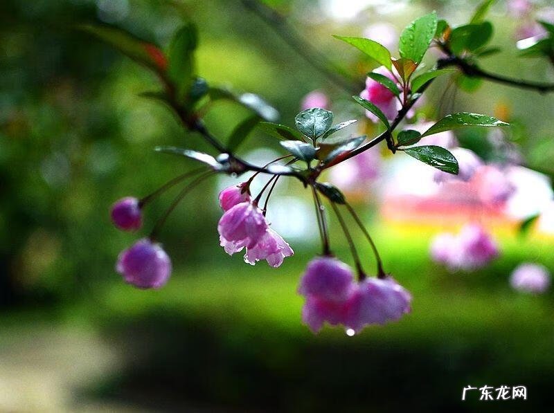 雪色黎明 九月的黎明