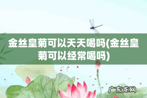 金丝皇菊可以经常喝吗 金丝皇菊可以天天喝吗