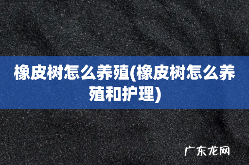 橡皮树怎么养殖和护理 橡皮树怎么养殖