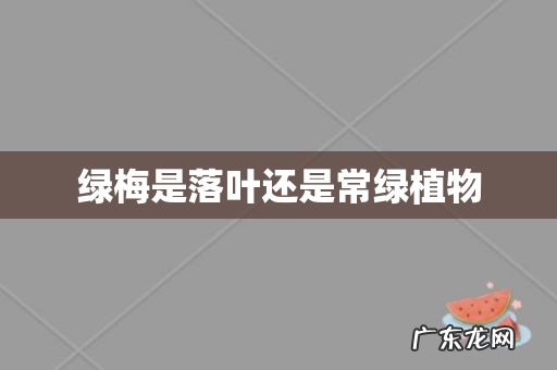 绿梅是落叶还是常绿植物