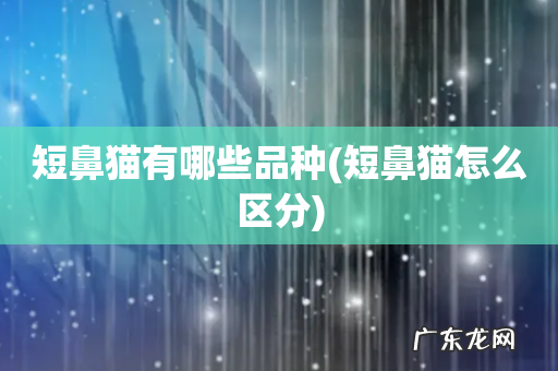 短鼻猫怎么区分 短鼻猫有哪些品种