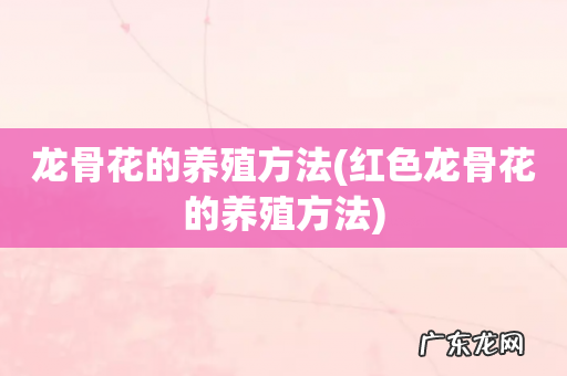 红色龙骨花的养殖方法 龙骨花的养殖方法
