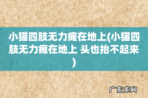 小猫四肢无力瘫在地上 头也抬不起来 小猫四肢无力瘫在地上