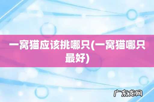 一窝猫哪只最好 一窝猫应该挑哪只